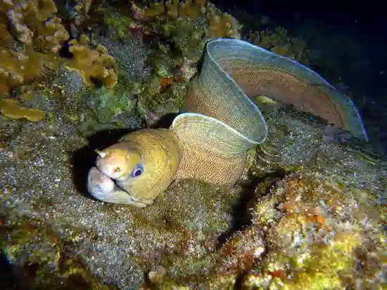 Assorted Eel - Hawaii