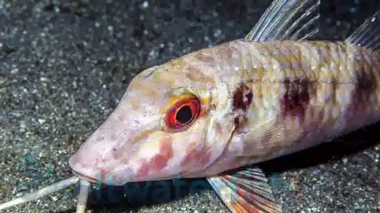 Red Goatfish - South Pacific