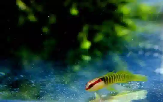 Green Banded Goby - Atlantic 