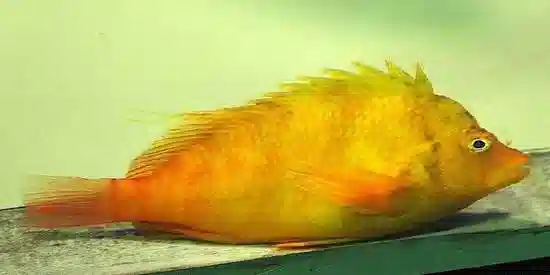 Golden Hawkfish - Hawaii