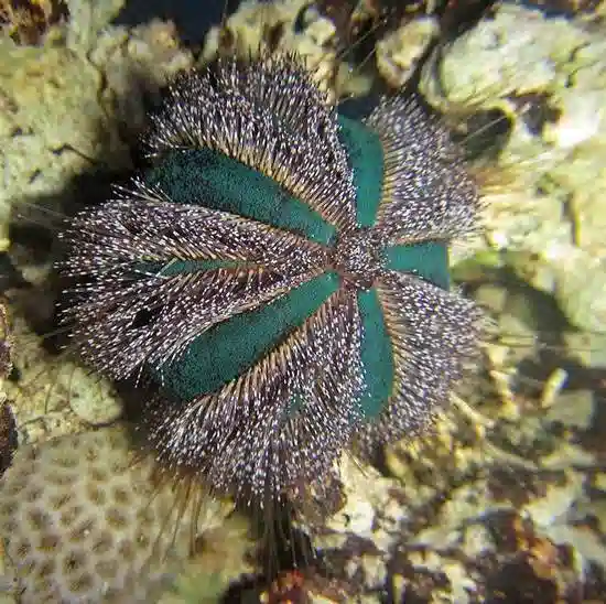 Blue Tuxedo Sea Urchin