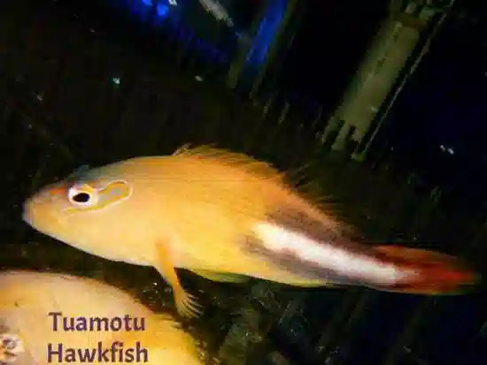 Tuamotu Hawkfish - Hawaii