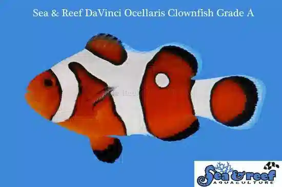 Snowflake Ocellaris Clownfish DaVinci - Captive Bred Grade A