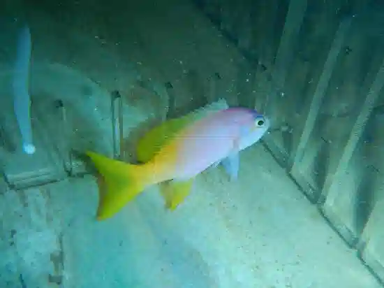 Pictilis Anthias: Female