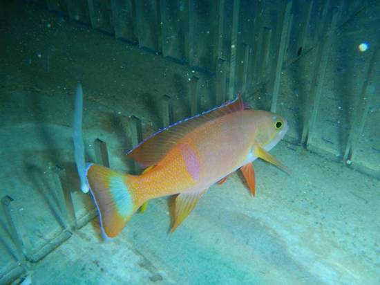 Pictilis Anthias: Male