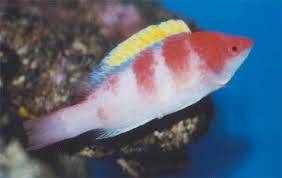 Yellow Fin Fairy Wrasse - Eastern Asia