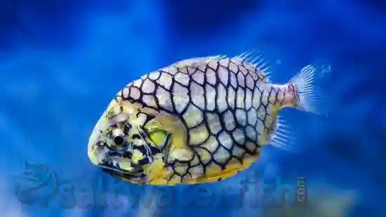 Pinecone Fish - Australia