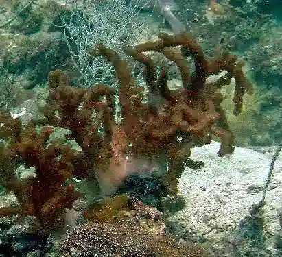 Water Coral