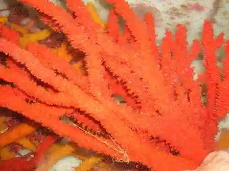 Finger Sponge: Red - Atlantic 