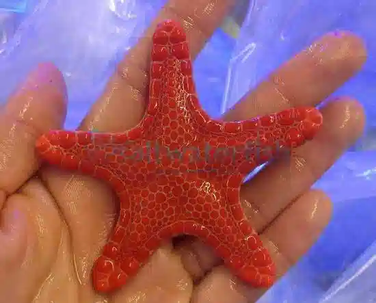 Biscuit Starfish - Australia 