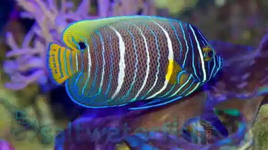 Blueface Angelfish - South Asia
