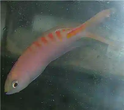 Tiger Queen Anthias