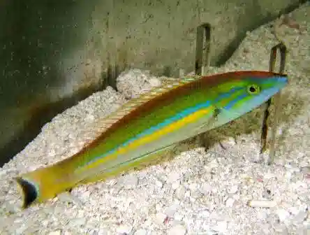 Small Tail Pencil Wrasse - South Pacific