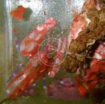 Pistol Shrimp: Red