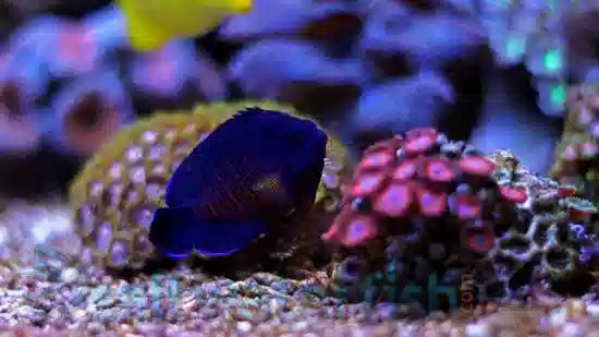 Coral Beauty Angelfish - Fiji