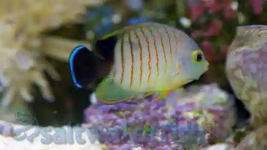 Eibli Angelfish