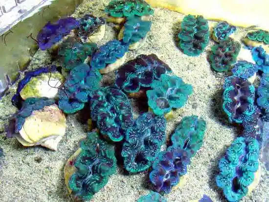 Crocea Clam: Blue - Fiji - Aquacultured
