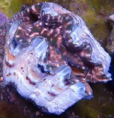 Hippopus Clam - Captive Bred