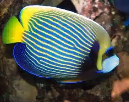 Emperor Angelfish