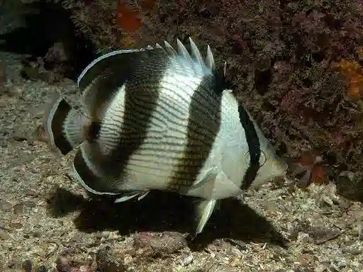 Banded Butterfly