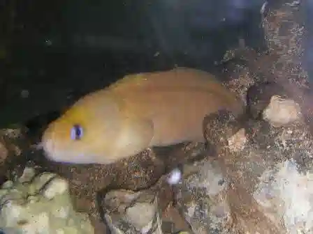 Dwarf Yellow Eel - Hawaii