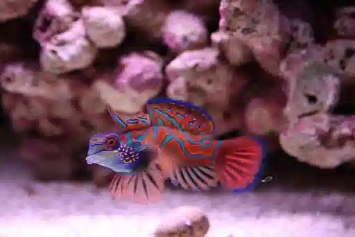 Red Mandarin Goby