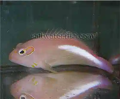 Arc Eye Hawkfish