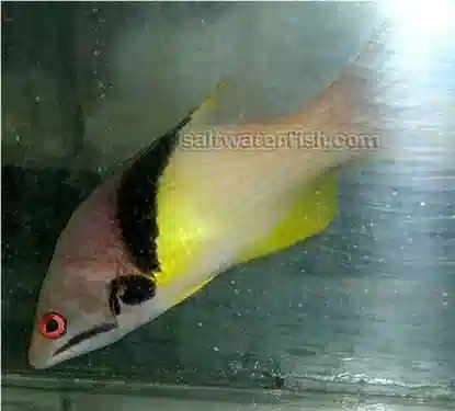 Eclipse Hogfish: Juvenile