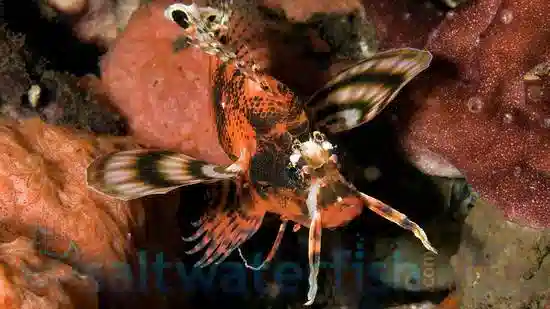 Fu Manchu Lionfish - Venomous