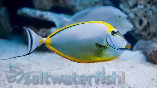 Blonde Naso Tang