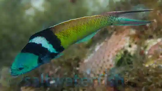 Bluehead Wrasse: Male