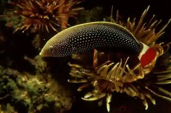 Clownhead Wrasse - Hawaii