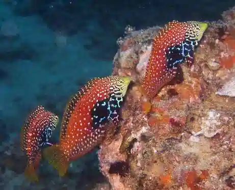 Divided Leopard Wrasse: Female - South Asia