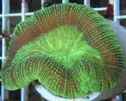 Brain Coral: Metallic Stripe - Australia