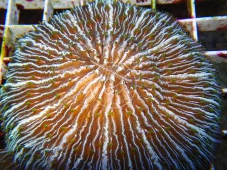 Fungia Coral: Pinwheel - Australia