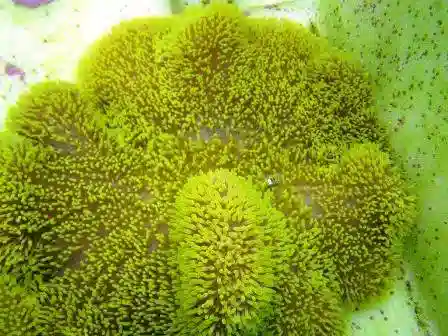 Green Carpet Anemone