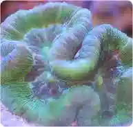 Brain Coral: Green Metallic - Fiji