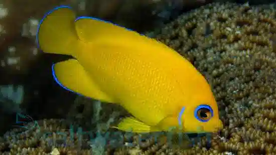 Lemonpeel Angelfish; Marshall Islands