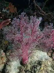 Carpet Coral