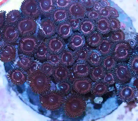 Colony Rock (Zoanthid): Blue