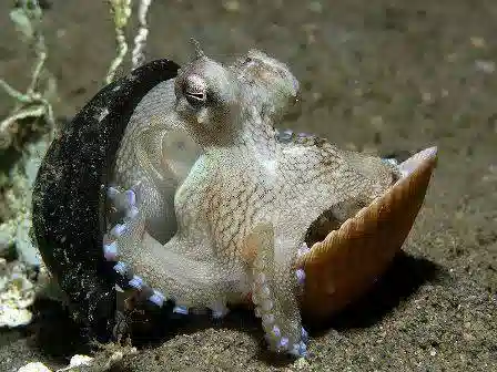 Octopus: Brown - Pacific