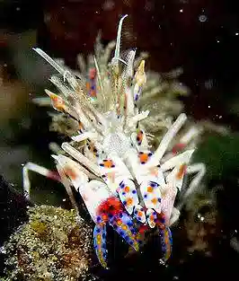 Spiny Tiger Shrimp