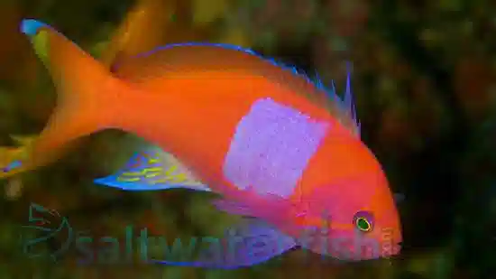 Pink Square Anthias: Male