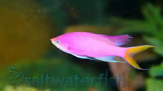 Purple Queen Anthias