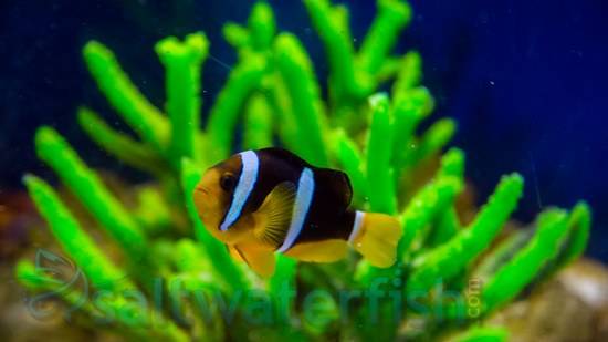 Black Clarkii Clownfish : Juvenile - Captive Bred