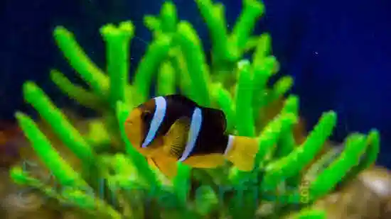 Clarkii Clownfish - Indian Ocean