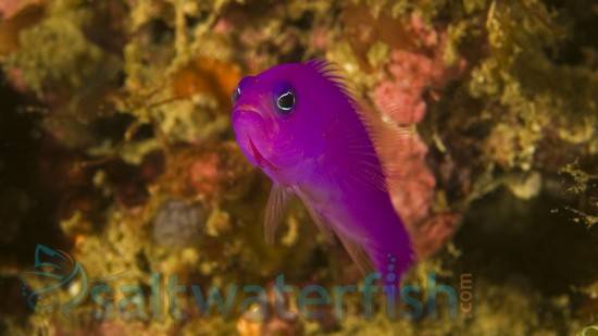 Purple Pseudochromis