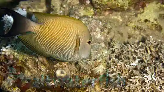 Striped Bristletooth Tang 