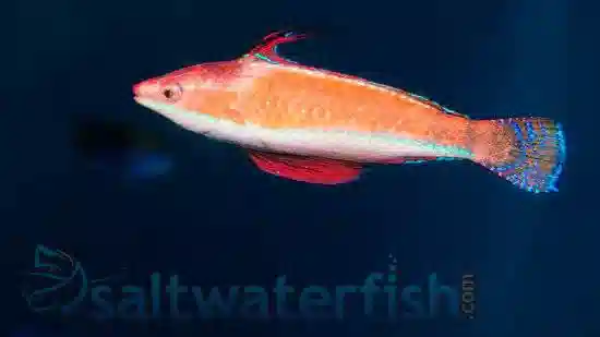 Longfin Fairy Wrasse