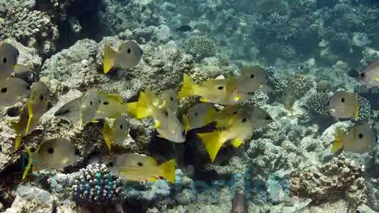 Blue Line Snapper